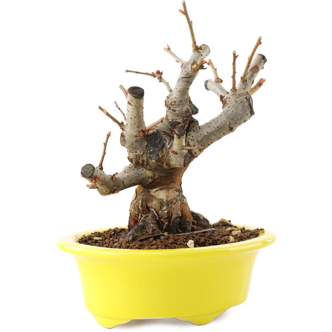 Chaenomeles speciosa, 16,5 cm, ± 25 Jahre alt, mit roten Blüten und gelben Früchten