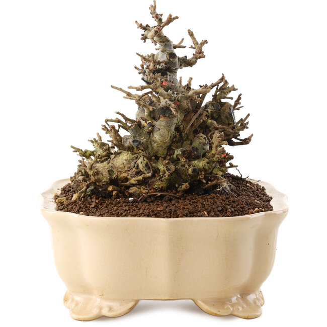 Chaenomeles speciosa, 14 cm, ± 40 Jahre alt, mit roten Blüten und gelben Früchten