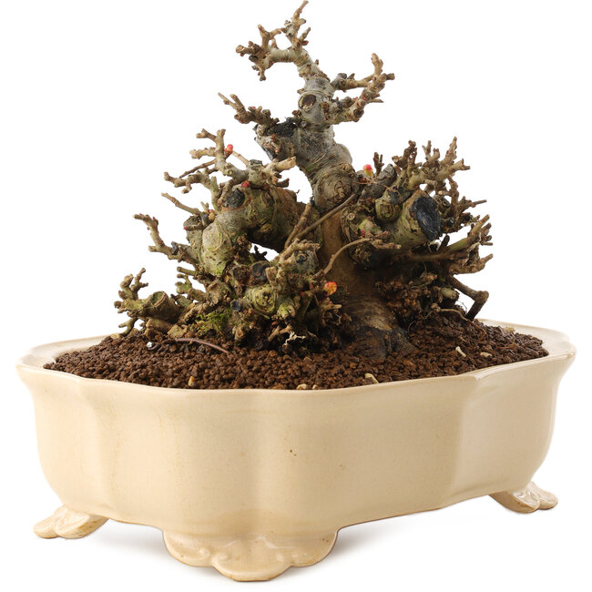 Chaenomeles speciosa, 14 cm, ± 40 anni, con fiori rossi e frutti gialli