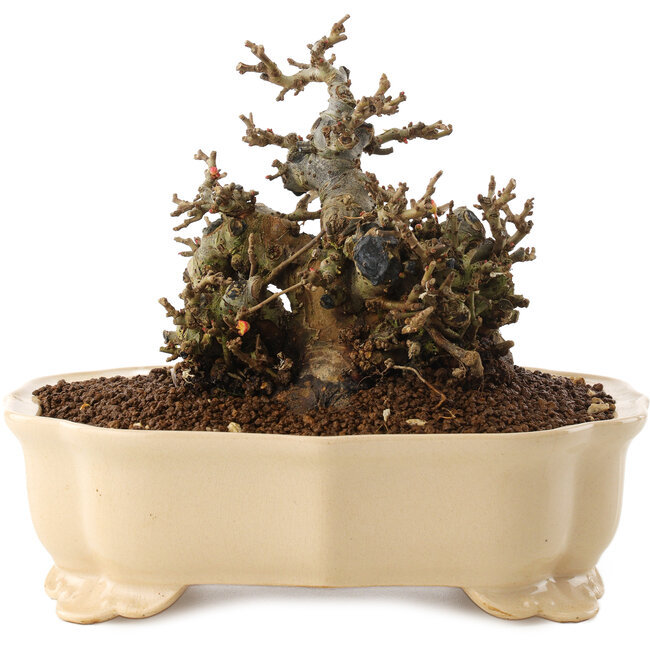 Chaenomeles speciosa, 14 cm, ± 40 anni, con fiori rossi e frutti gialli