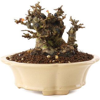 Chaenomeles speciosa, 11 cm, ± 40 Jahre alt