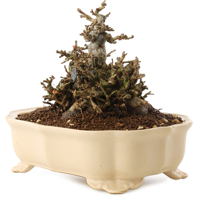 Chaenomeles speciosa, 14 cm, ± 40 Jahre alt, mit roten Blüten und gelben Früchten