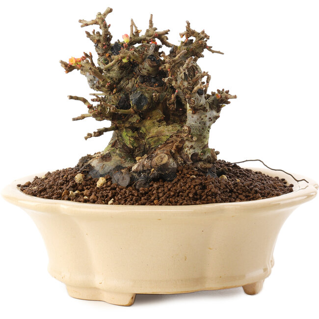 Chaenomeles speciosa, 11 cm, ± 40 Jahre alt, mit roten Blüten und gelben Früchten