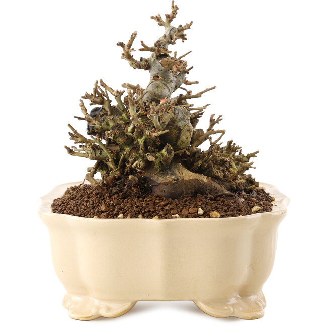 Chaenomeles speciosa, 14 cm, ± 40 jaar oud, met rode bloemen en geel fruit