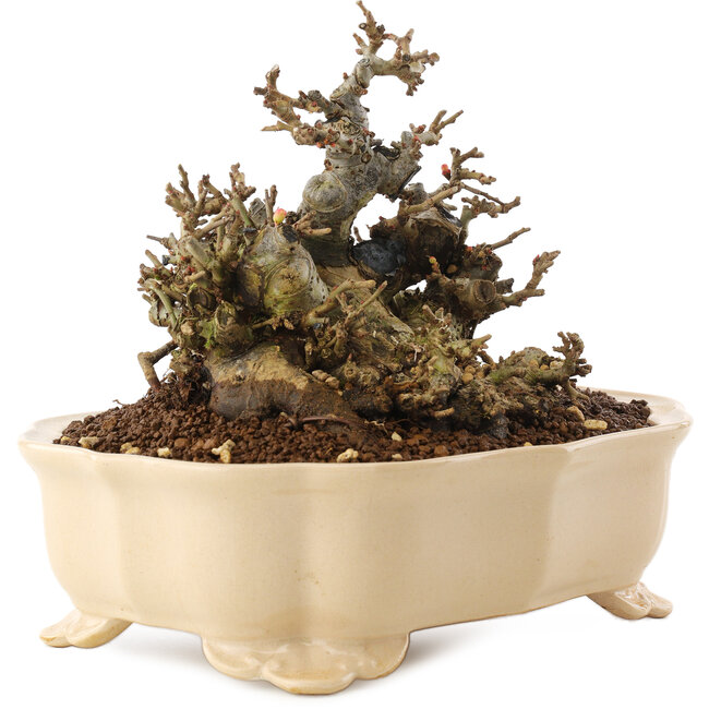 Chaenomeles speciosa, 14 cm, ± 40 ans, à fleurs rouges et fruits jaunes