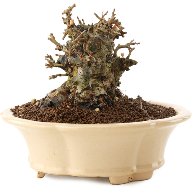 Chaenomeles speciosa, 11 cm, ± 40 anni, con fiori rossi e frutti gialli