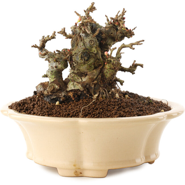 Chaenomeles speciosa, 11 cm, ± 40 Jahre alt, mit roten Blüten und gelben Früchten