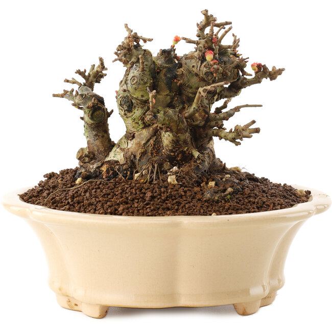 Chaenomeles speciosa, 11 cm, ± 40 Jahre alt, mit roten Blüten und gelben Früchten