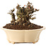 Chaenomeles speciosa, 11 cm, ± 40 ans, à fleurs rouges et fruits jaunes
