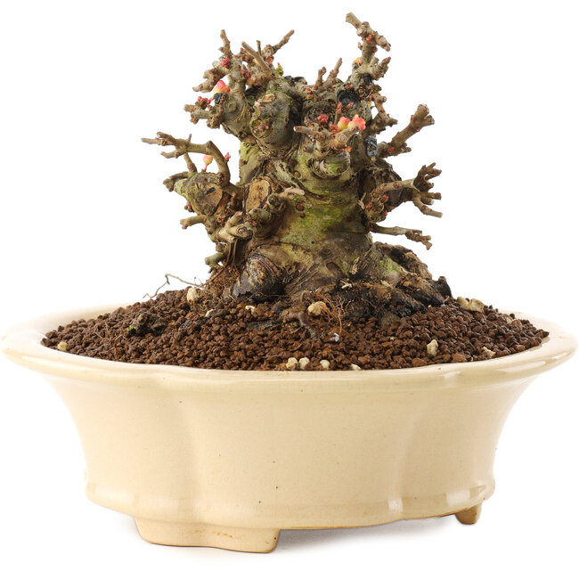 Chaenomeles speciosa, 11 cm, ± 40 Jahre alt, mit roten Blüten und gelben Früchten