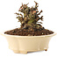 Chaenomeles speciosa, 11 cm, ± 40 ans, à fleurs rouges et fruits jaunes