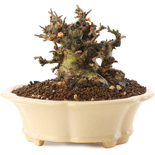 Chaenomeles speciosa, 11 cm, ± 40 anni, con fiori rossi e frutti gialli