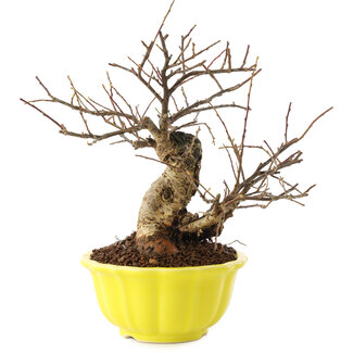 Cotoneaster horizontaleis, 20,5 cm, ± 20 jaar oud