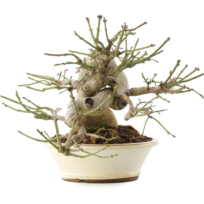 Euonymus alatus, 24 cm, ± 30 jaar oud