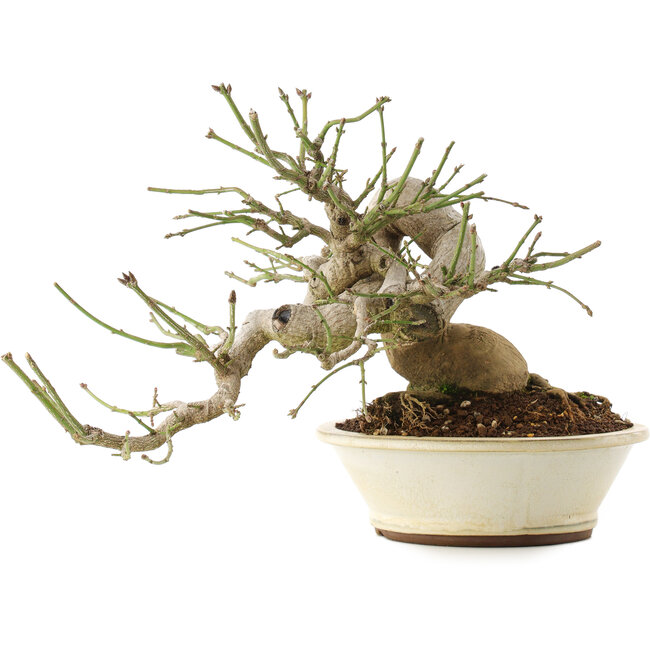 Euonymus alatus, 24 cm, ± 30 ans