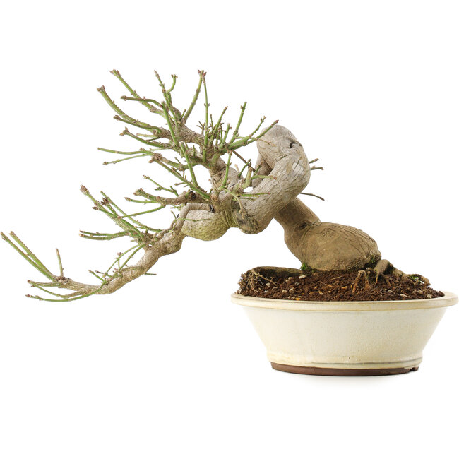 Euonymus alatus, 24 cm, ± 30 anni