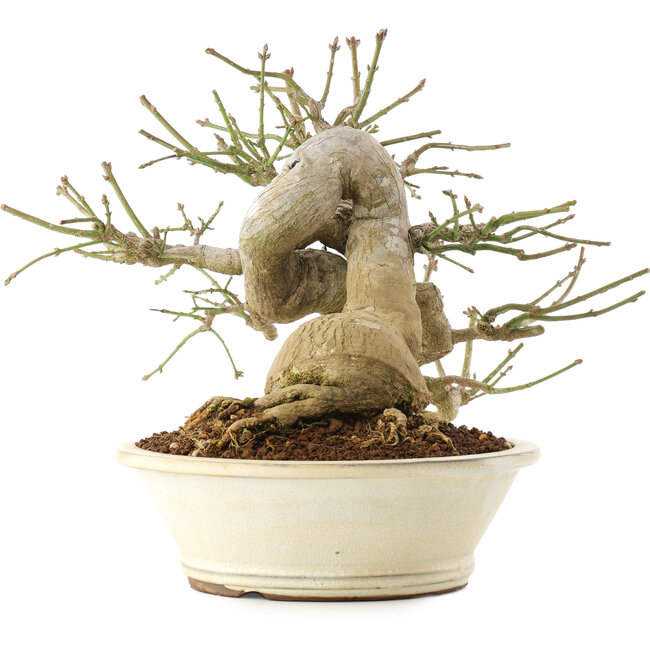 Euonymus alatus, 24 cm, ± 30 anni