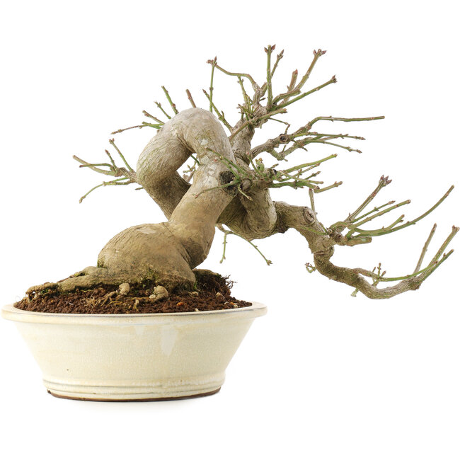 Euonymus alatus, 24 cm, ± 30 ans