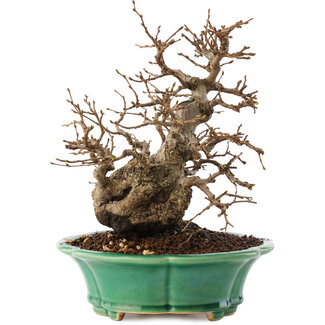 Carpinus coreana, 21 cm, ± 30 jaar oud