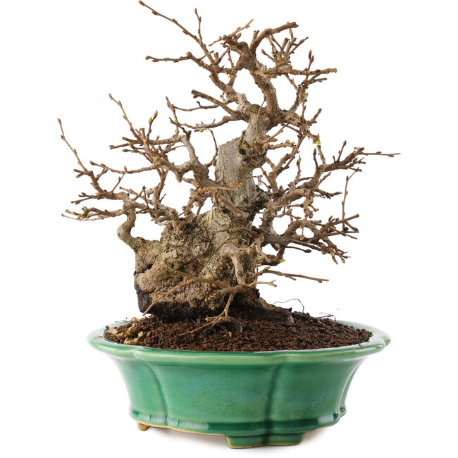 Carpinus coreana, 21 cm, ± 30 jaar oud