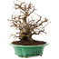 Carpinus coreana, 21 cm, ± 30 Jahre alt