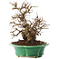 Carpinus coreana, 21 cm, ± 30 ans