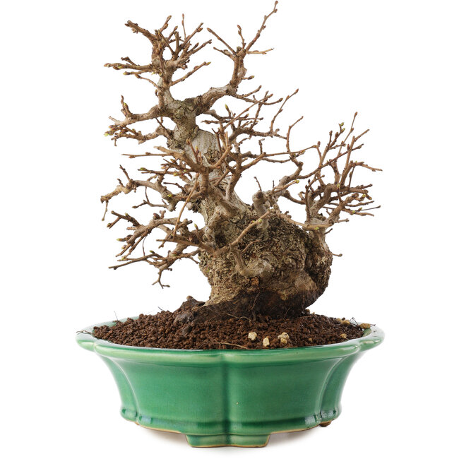 Carpinus coreana, 21 cm, ± 30 jaar oud