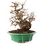 Carpinus coreana, 21 cm, ± 30 ans