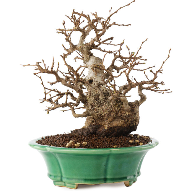 Carpinus coreana, 21 cm, ± 30 jaar oud