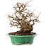 Carpinus coreana, 21 cm, ± 30 ans