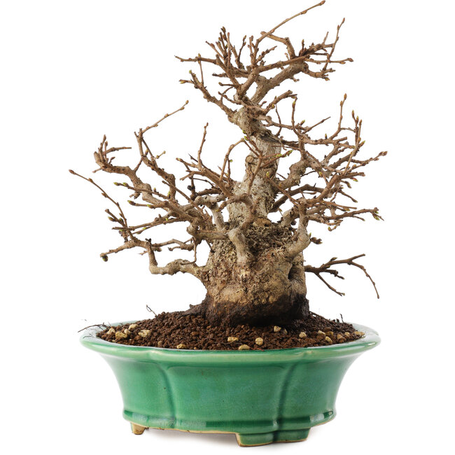 Carpinus coreana, 21 cm, ± 30 years old