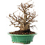 Carpinus coreana, 21 cm, ± 30 Jahre alt