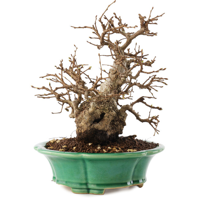 Carpinus coreana, 21 cm, ± 30 ans