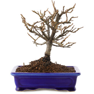 Chaenomeles speciosa, 18 cm, ± 12 Jahre alt