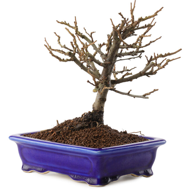 Chaenomeles speciosa, 18 cm, ± 12 jaar oud, met rode bloemen en geel fruit