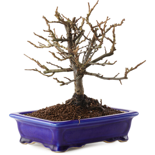 Chaenomeles speciosa, 18 cm, ± 12 jaar oud, met rode bloemen en geel fruit