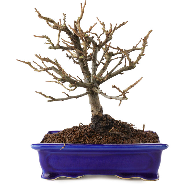 Chaenomeles speciosa, 18 cm, ± 12 Jahre alt, mit roten Blüten und gelben Früchten