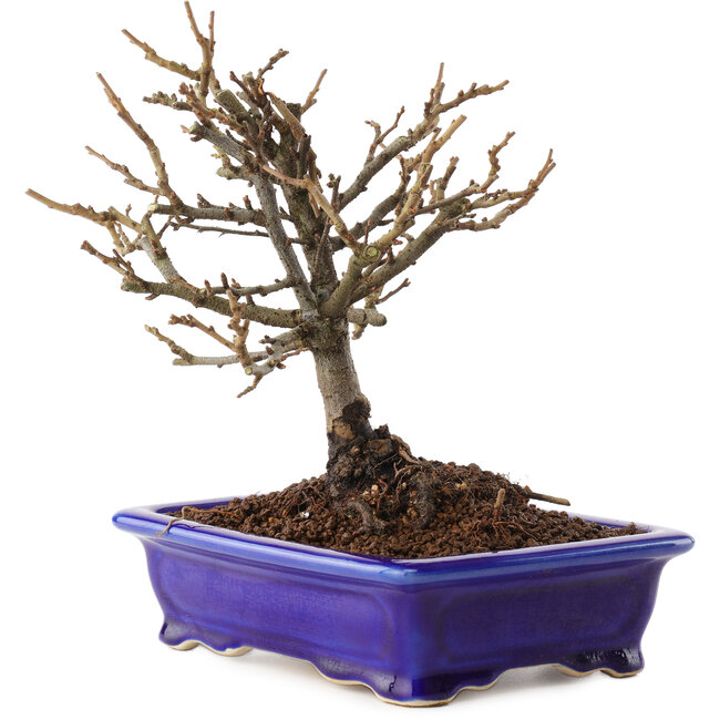 Chaenomeles speciosa, 18 cm, ± 12 ans, à fleurs rouges et fruits jaunes