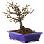 Chaenomeles speciosa, 18 cm, ± 12 ans, à fleurs rouges et fruits jaunes