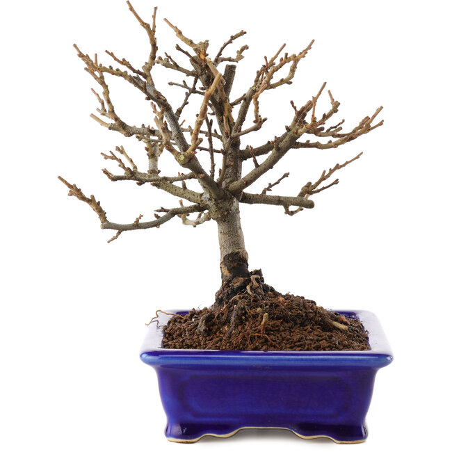 Chaenomeles speciosa, 18 cm, ± 12 Jahre alt, mit roten Blüten und gelben Früchten