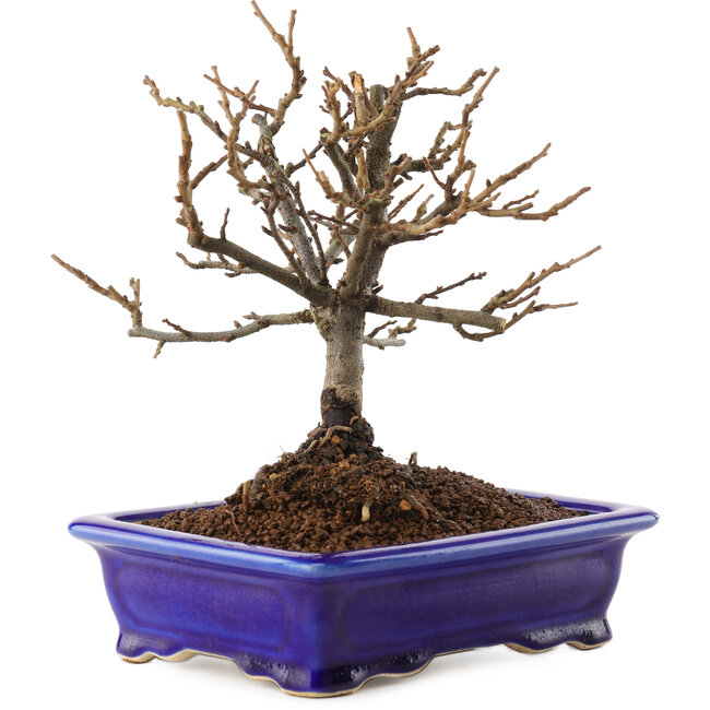 Chaenomeles speciosa, 18 cm, ± 12 Jahre alt, mit roten Blüten und gelben Früchten