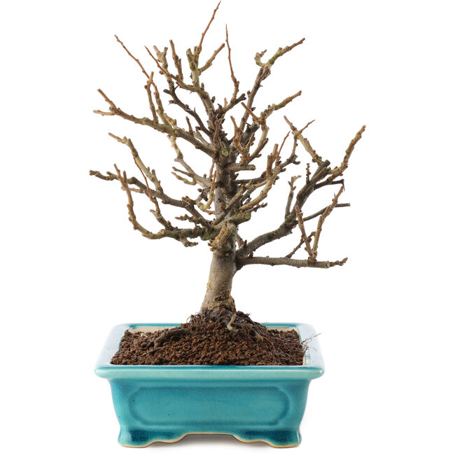 Chaenomeles speciosa, 19 cm, ± 12 años, con flores rojas y frutos amarillos.