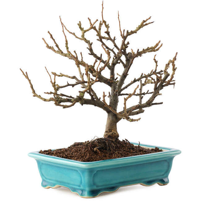 Chaenomeles speciosa, 19 cm, ± 12 jaar oud, met rode bloemen en geel fruit