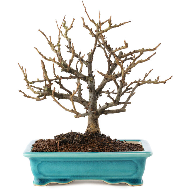 Chaenomeles speciosa, 19 cm, ± 12 Jahre alt, mit roten Blüten und gelben Früchten