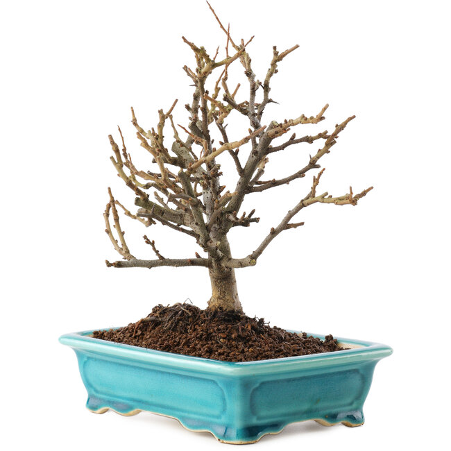 Chaenomeles speciosa, 19 cm, ± 12 jaar oud, met rode bloemen en geel fruit