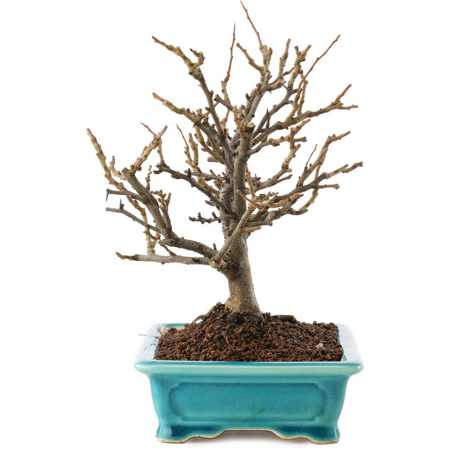 Chaenomeles speciosa, 19 cm, ± 12 jaar oud, met rode bloemen en geel fruit