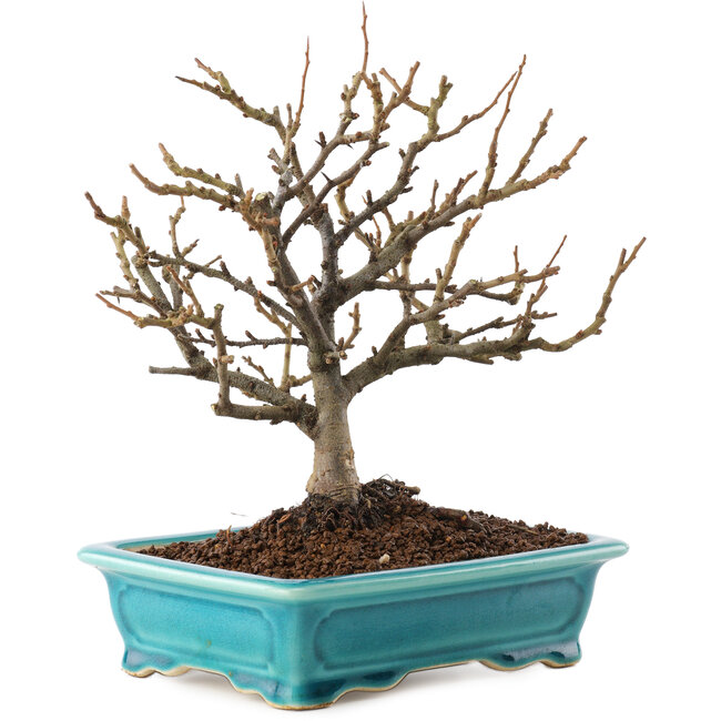 Chaenomeles speciosa, 19 cm, ± 12 años, con flores rojas y frutos amarillos.