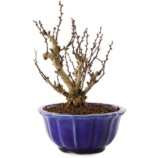 Berberis thunbergii, 17,5 cm, ± 10 jaar oud