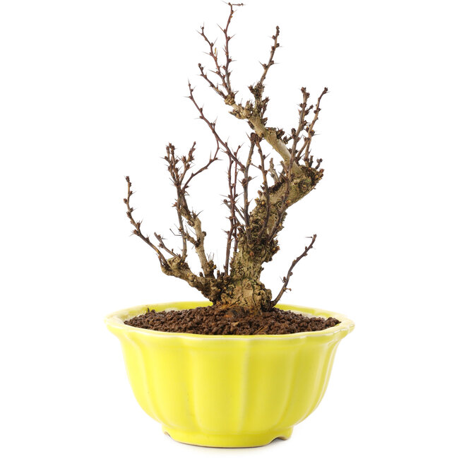 Berberis thunbergii, 16,5 cm, ± 10 jaar oud