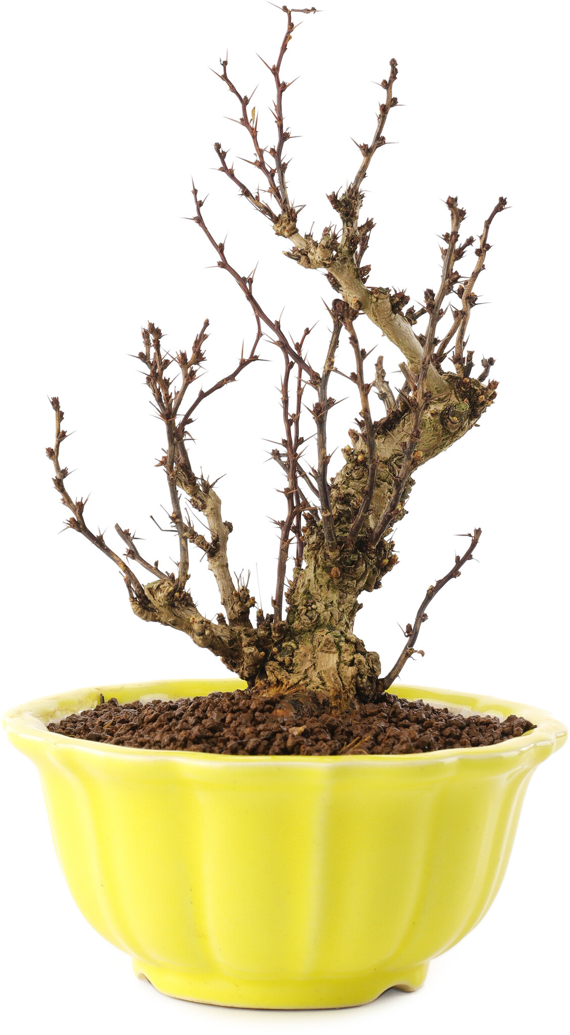 maple bonsai tree for sale 20 Autumn Maple Bonsai